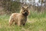 CAIRN TERRIER 647